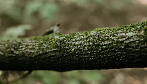 На месте поисков семьи Усольцевых нашли тело мужчины