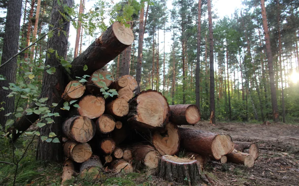 Уголовное кресло: каких глав управления лесами края судили по статьям УК РФ