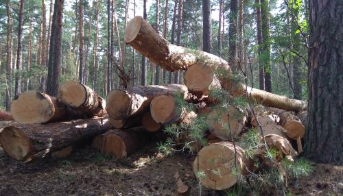 Минприроды понуждает Алтайкровлю прекратить рубки леса в окрестностях Барнаула