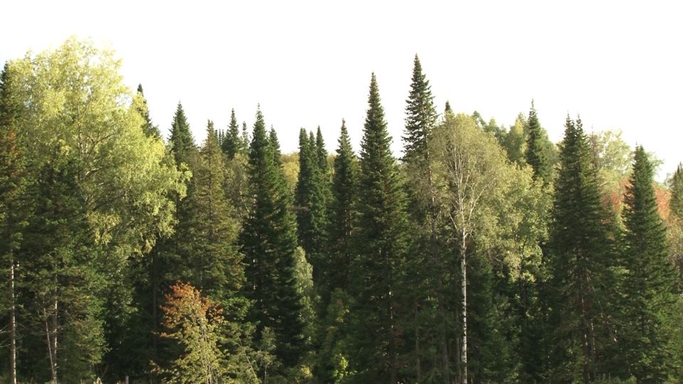 Первый национальный парк "Салаир" появится на Алтае осенью 2020 года