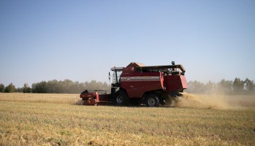 Более 130 тысяч тонн зерна экспортировали из Алтайского края в начале года