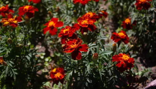 Зачем люди прислушивались к пению соловья 15 мая: народные приметы