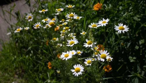 Стало известно, когда жара сменится прохладой в Алтайском крае