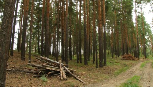 Алтайские экологи призывают усмирить бесконтрольные вырубки в заказниках