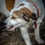 В России предложили ввести ответственность для чиновников из-за нападения собак