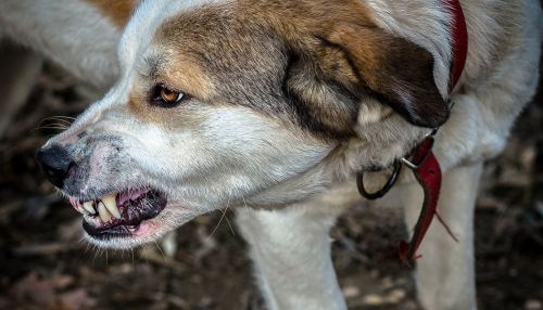 В Новосибирске бродячая собака напала на ребенка