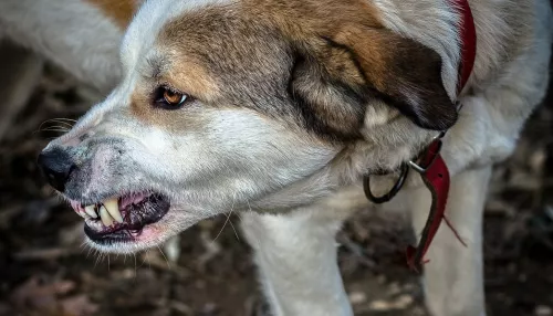 В Переславле-Залесском женщину загрызла стая бродячих собак