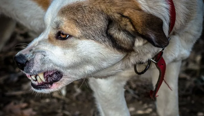 В Новосибирске бродячие собаки напали на третьеклассницу