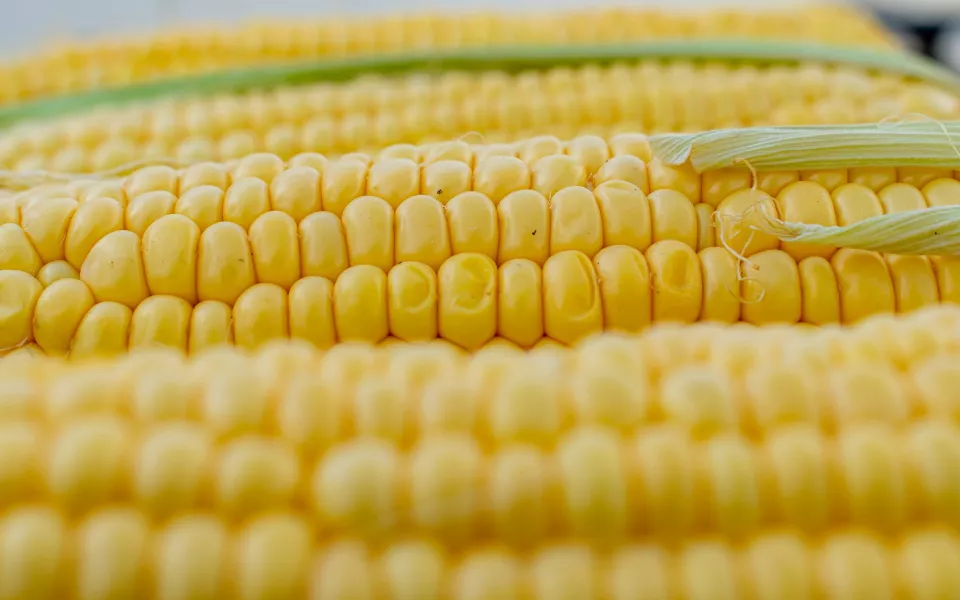 В Алтайский край поставляли кукурузу со смертельным ядом