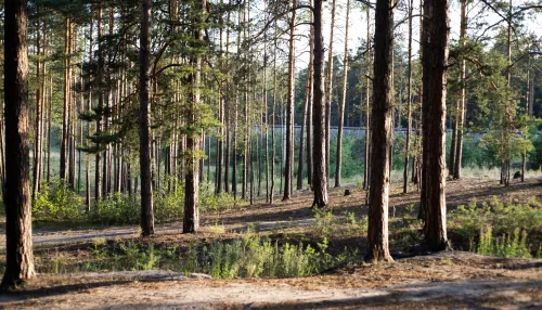 Леса открыты. В Алтайском крае сняли особый противопожарный режим