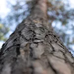 Барнаульская бизнес-леди выиграла суд из-за напавшего на ее автомобиль дерева