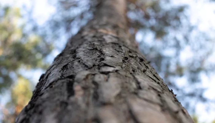 Барнаульская бизнес-леди выиграла суд из-за напавшего на ее автомобиль дерева