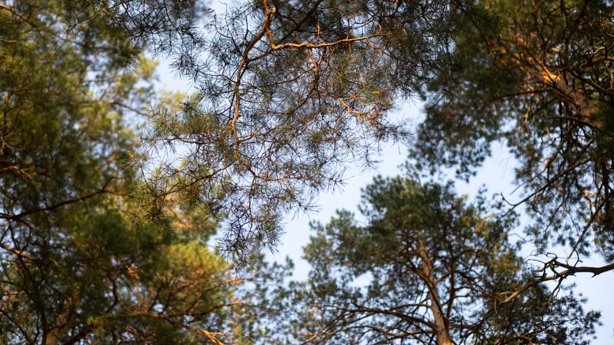 Лес. Деревья