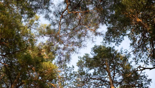 В Республике Алтай прокуратура оспорила незаконные сделки с 43 га лесных земель