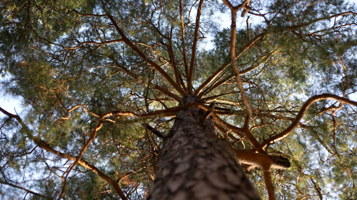 Лес. Деревья