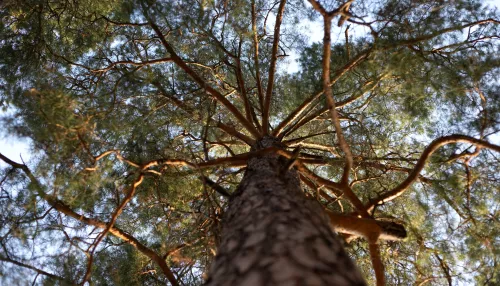 Масштабный анализ городских лесов проведут в Горно-Алтайске
