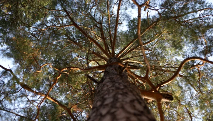 Масштабный анализ городских лесов проведут в Горно-Алтайске