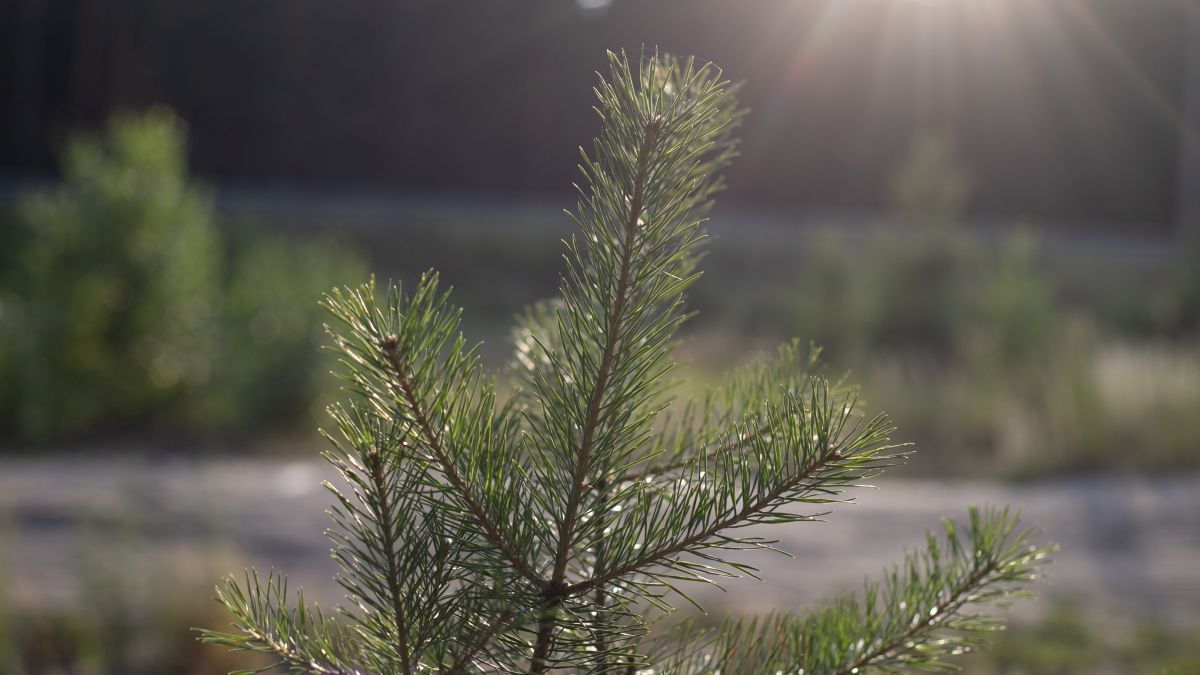 Лес. Деревья