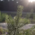 С начала 2025 года в Республике Алтай восстановили около двух тысяч гектаров леса