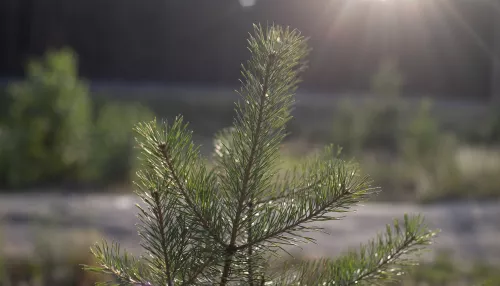 С начала 2025 года в Республике Алтай восстановили около двух тысяч гектаров леса