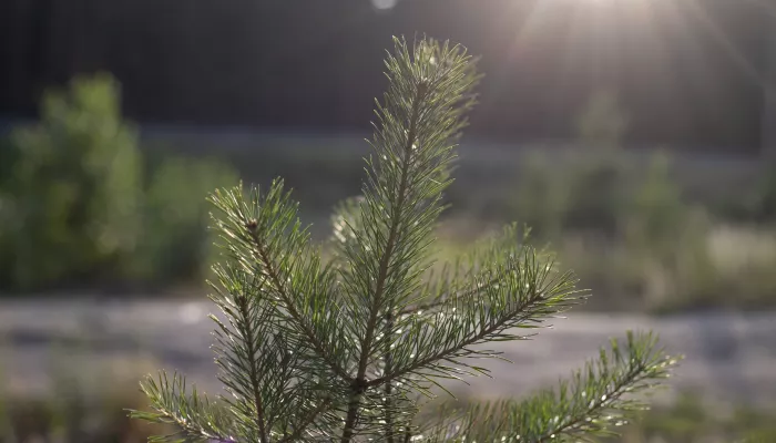 С начала 2025 года в Республике Алтай восстановили около двух тысяч гектаров леса