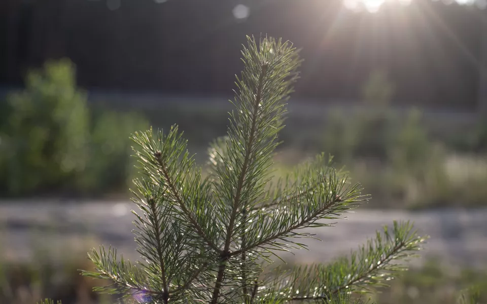 С начала 2025 года в Республике Алтай восстановили около двух тысяч гектаров леса
