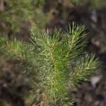 На Алтае лесничему дали реальный срок и штраф в 2 млн рублей за получение взятки