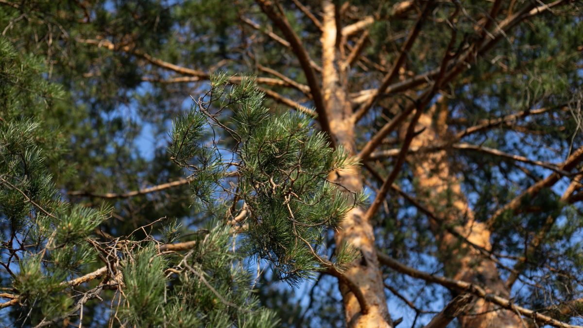 Лес. Деревья