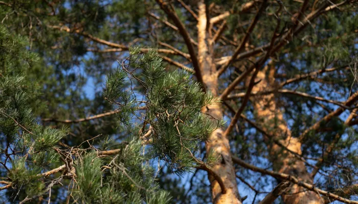 Житель Республики Алтай самовольно построил трехэтажный дом на лесном участке
