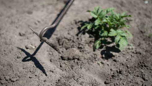 В Алтайском крае среди садоводов оказались зумеры