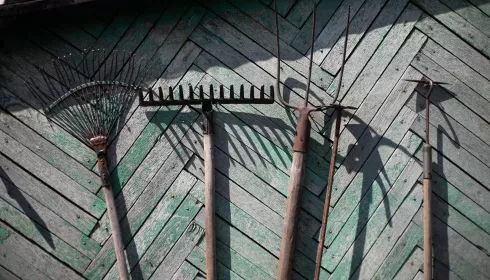 Еще можно получить урожай: что успеет созреть на даче во второй половине лета