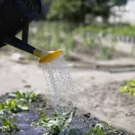 Успеть в мае. Что нужно посадить в огороде, пока не началось лето