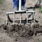 Когда можно подкапывать молодую картошку, чтобы насладиться свежайшим урожаем