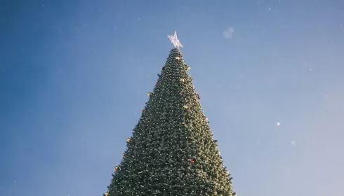 В Барнауле главную новогоднюю елку установят на площади Сахарова