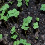 Как вырастить любую микрозелень дома: четыре простых способа