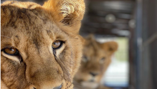 Барнаульские львята и знаменитый тигренок скоро покинут зоопарк