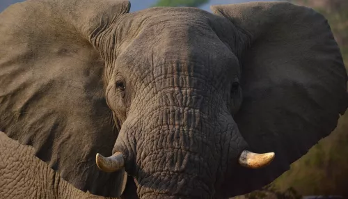 Разъяренный слон напал на автомобиль с туристами в Замбии – есть погибшие
