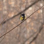 Барнаульцы сделают парк Юбилейный привлекательным для птиц
