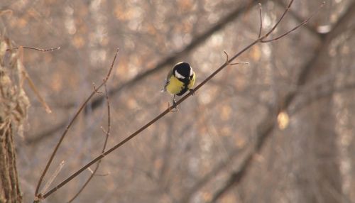 Барнаульцы сделают парк Юбилейный привлекательным для птиц