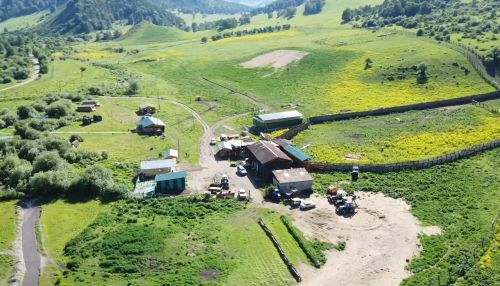 Эко-бизнес на Алтае: зачем нужен интернет для мараловой фермы
