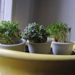 Какие гаджеты помогут вырастить мини-огород у себя дома