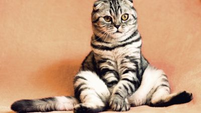 Сверхъестественное обоняние и охота ради охоты: 20 необычных фактов о кошках