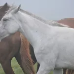 Две партии лошадей пытались незаконно вывезти из Алтайского края