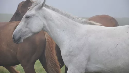 Две партии лошадей пытались незаконно вывезти из Алтайского края