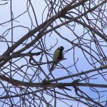 В барнаульском парке Изумрудный увеличат популяцию птиц