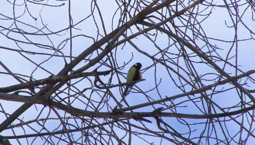 В барнаульском парке Изумрудный увеличат популяцию птиц