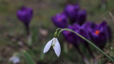 История про подснежник – блог Leto Flowers