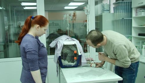 В Барнаул из Мурманска привезли самку краснокнижного кречета