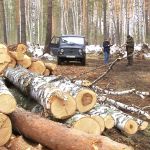 Дофига увозят: стало известно, кто и зачем рубит лес в Бобровке