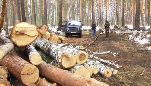 Ошибки дровосеков. Алтайский арендатор может лишиться лесного участка для рубок